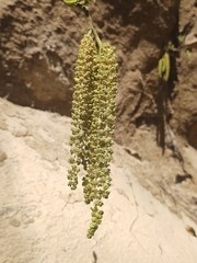 Alnus acuminata, photograph (c) Maria Luisa Bravo Alarcon, some rights reserved (CC BY)