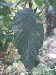 Alnus acuminata, photograph (c) Maria Luisa Bravo Alarcon, some rights reserved (CC BY)