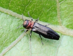 Agrilus pratensis
