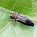 Agrilus pratensis - Photo (c) Marie Lou Legrand, some rights reserved (CC BY-NC), uploaded by Marie Lou Legrand