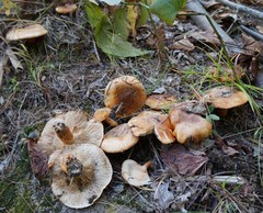 Tricholoma aurantium