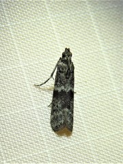 Eurythmia angulella