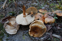 Tricholoma aurantium