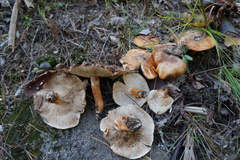 Tricholoma aurantium