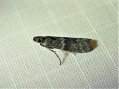 Eurythmia angulella