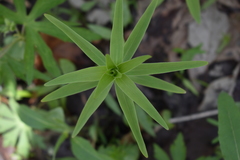 Lilium michiganense