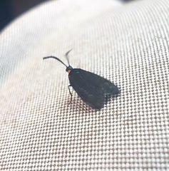 Acoloithus falsarius