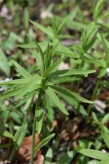 Lilium michiganense