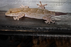 Tarentola senegambiae