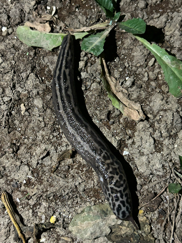 Leopard Slug