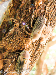 Aetalion reticulatum