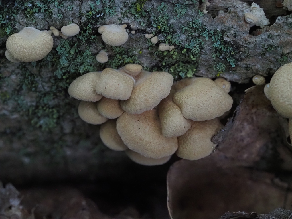 Luminescent Panellus · July 2026 · photo: Photo: (c) Summit Metro Parks, some rights reserved (CC BY) · iNaturalist