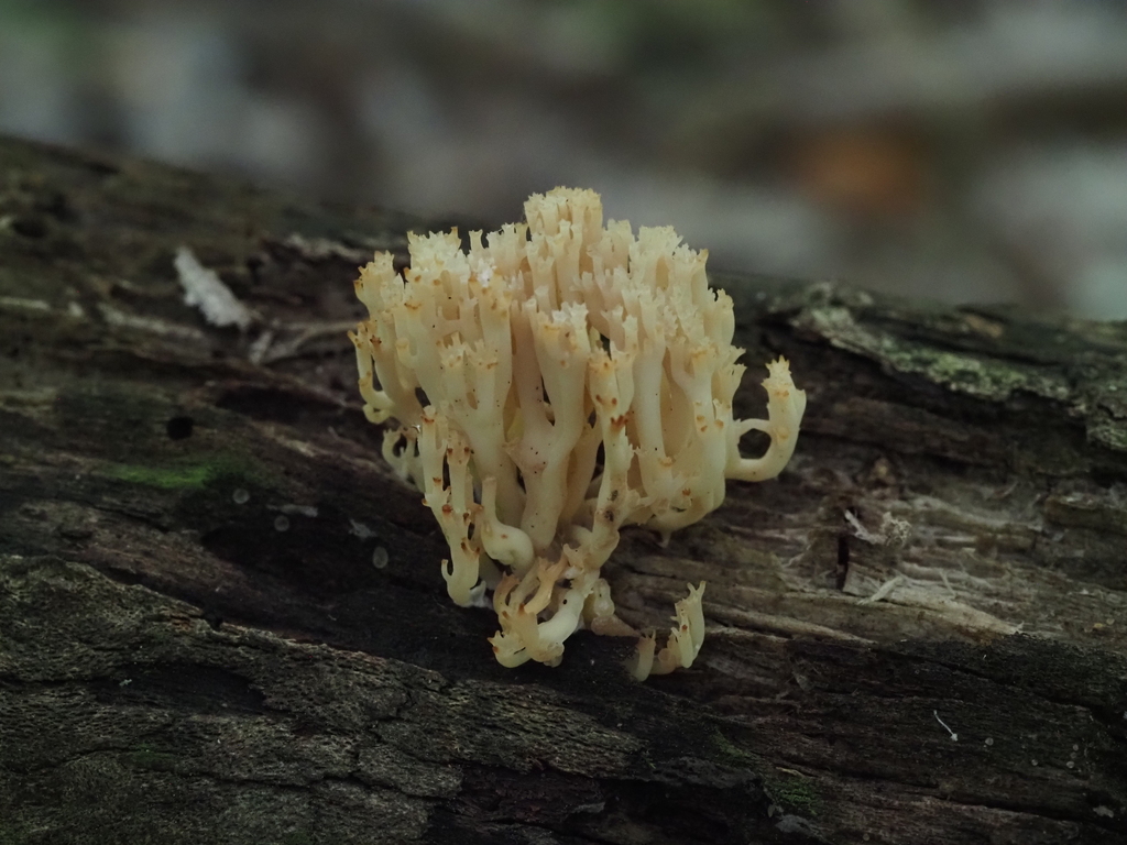 crown-tipped coral fungus · July 2026 · photo: Photo: (c) Summit Metro Parks, some rights reserved (CC BY) · iNaturalist