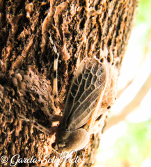 Aetalion reticulatum