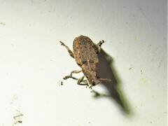 Sitona californius