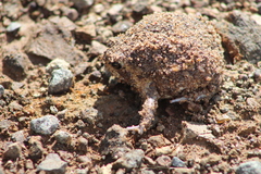 Breviceps