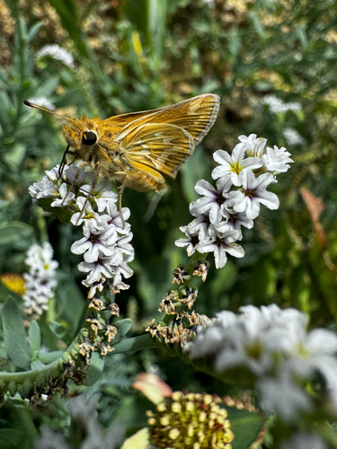 Polites sabuleti alkaliensis