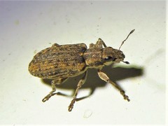 Sitona californius