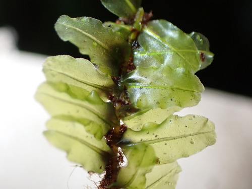 Plagiomnium rhynchophorum observed 2026-04-07