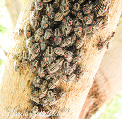 Aetalion reticulatum