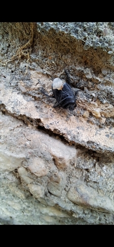 Black burrowing bug