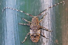 Mesosa nebulosa