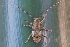 Mesosa nebulosa