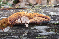 Gloeophyllum protractum