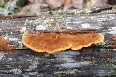 Gloeophyllum protractum