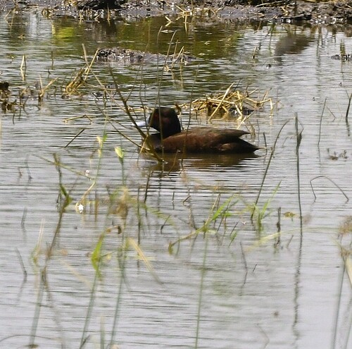 iNaturalist image