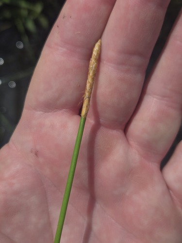 Eleocharis cellulosa, photograph 2