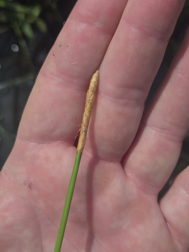 Eleocharis cellulosa