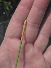 Eleocharis cellulosa