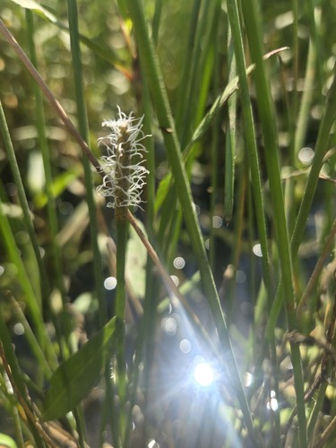 Eleocharis cellulosa, photograph 3