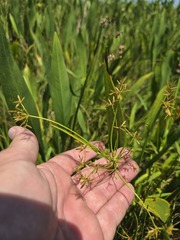 Cyperus haspan