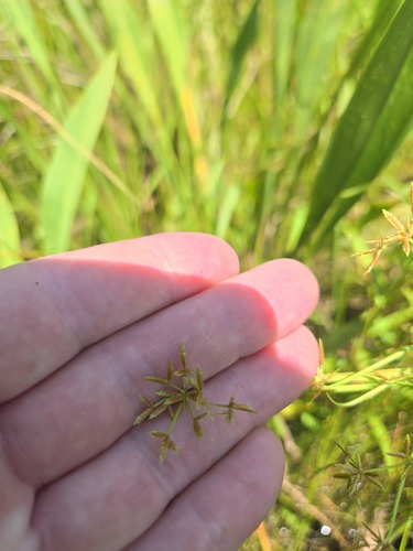 Cyperus haspan, photograph 2