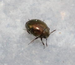 Lamprobyrrhulus nitidus