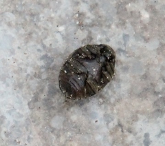 Lamprobyrrhulus nitidus