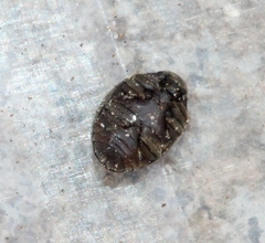 Lamprobyrrhulus nitidus