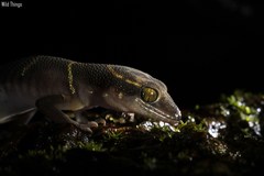 Cyrtodactylus deccanensis