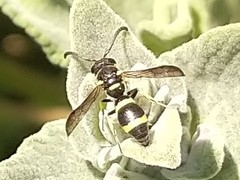 Parancistrocerus declivatus