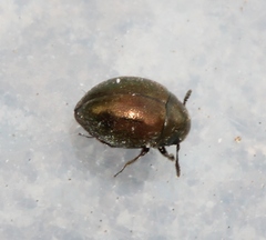 Lamprobyrrhulus nitidus