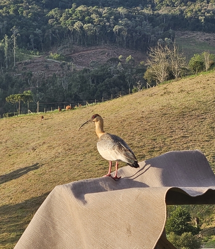Buff-necked Ibis
