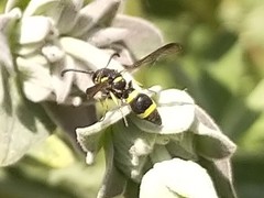 Parancistrocerus declivatus