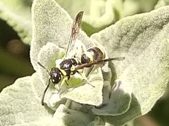 Parancistrocerus declivatus