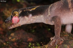 Cyrtodactylus deccanensis