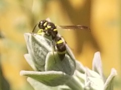 Parancistrocerus declivatus