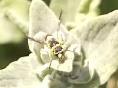 Parancistrocerus declivatus