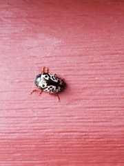 Calligrapha confluens