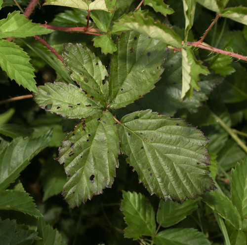 Rubus X tardatus